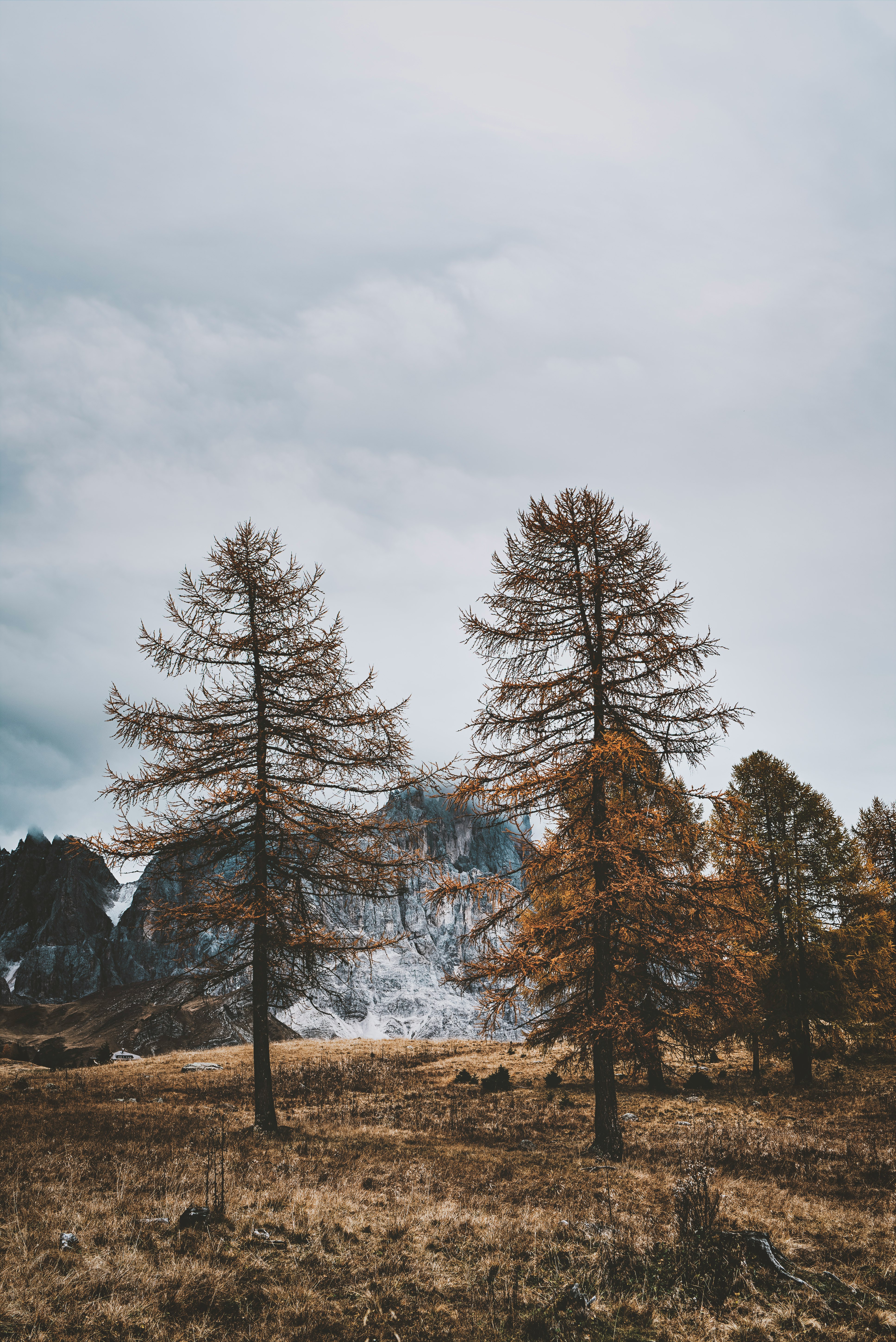 green pine trees on brown field under gray cloudy sky